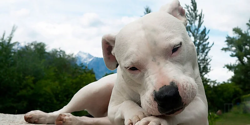 Solicitud de Tarjeta de Identidad Profesional