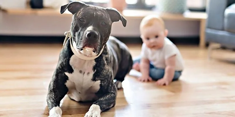 Tarjeta de Identidad Profesional